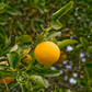 C-35 Citrange Citrus Rootstock Seedling citrus plant material online shopping
