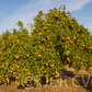 Doblafina Blood Orange Budwood citrus plant material online shopping