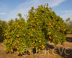 Doblafina Blood Orange Budwood citrus plant material online shopping