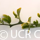 Pomeroy Trifoliate Budwood citrus plant material online shopping
