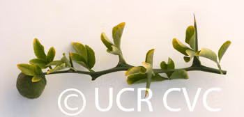 Pomeroy Trifoliate Budwood citrus plant material online shopping