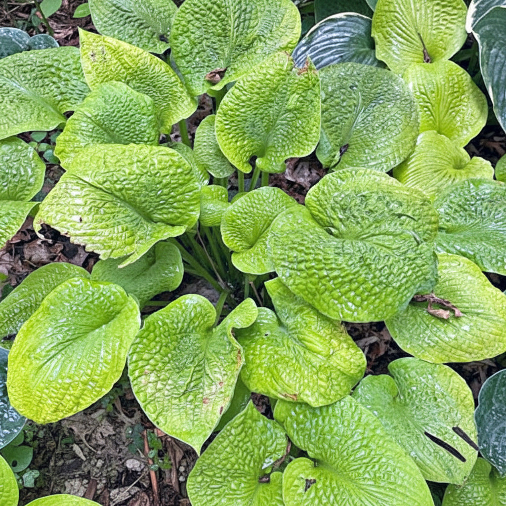River Valley Gold Hosta Plants online shopping