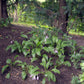 Hosta minor Plants online shopping