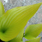 Holar Early Days Hosta Plants online shopping