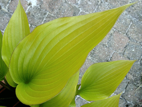 Holar Early Days Hosta Plants online shopping