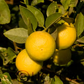 Giant Key Lime Budwood citrus plant material online shopping
