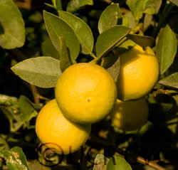 Giant Key Lime Budwood citrus plant material online shopping