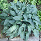 Plum Creek Hosta Plants online shopping