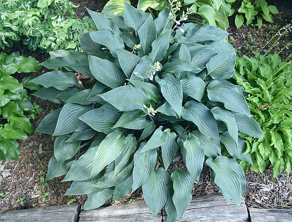 Plum Creek Hosta Plants online shopping