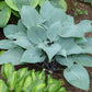 Mr Blue Hosta Plants online shopping