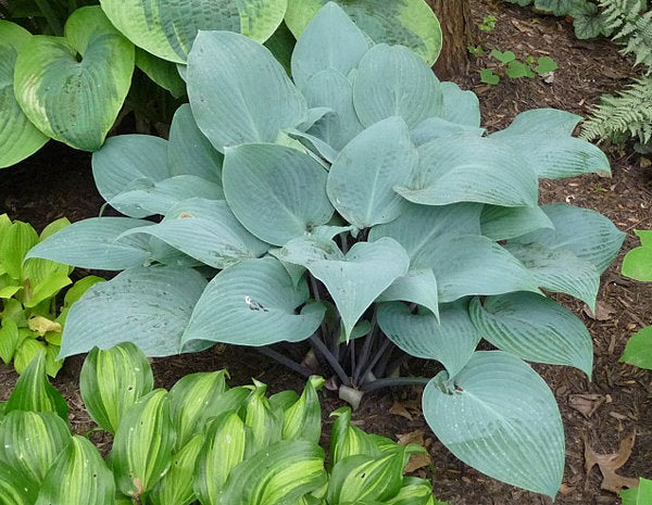Mr Blue Hosta Plants online shopping