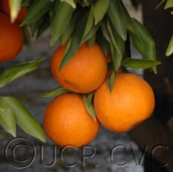 Sidi Aissa Clementine Budwood citrus plant material online shopping