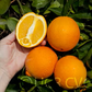 Fisher Navel Orange Budwood citrus plant material online shopping