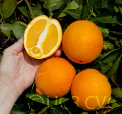 Fisher Navel Orange Budwood citrus plant material online shopping