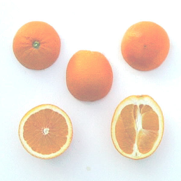 Washington Sanguine Blood Orange Budwood citrus plant material online shopping