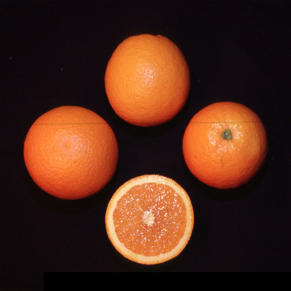 Rhode Red Valencia Orange Budwood citrus plant material online shopping