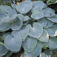 Parisian Silk Hosta Plants online shopping