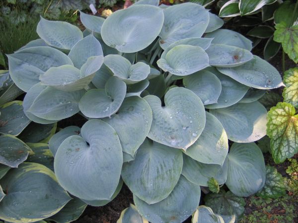 Parisian Silk Hosta Plants online shopping
