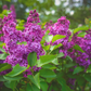 Yankee Doodle Lilac