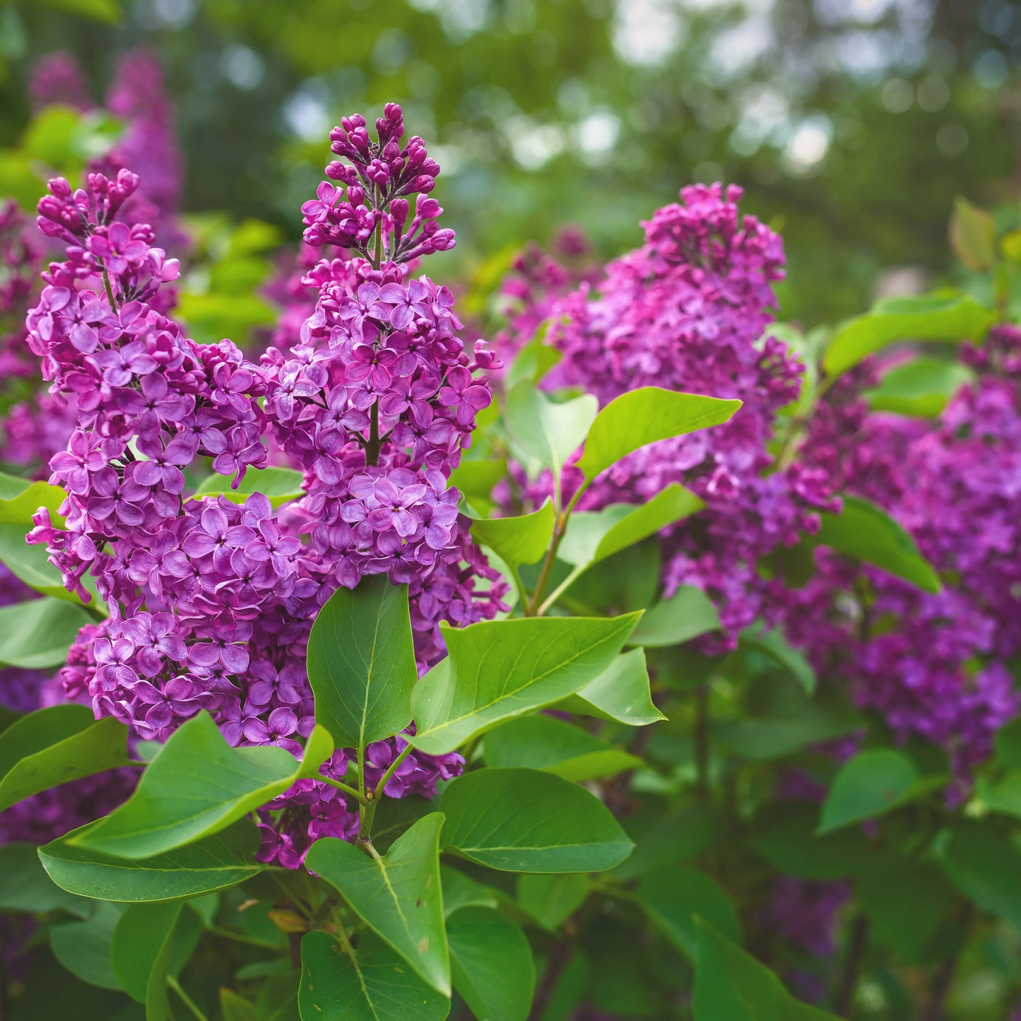 Yankee Doodle Lilac
