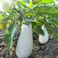 Snowy F1 Organic Aubergine
