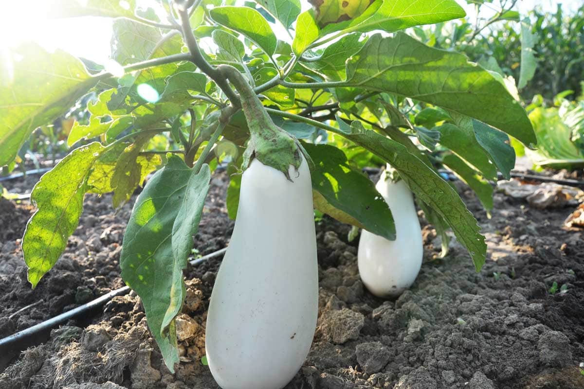 Snowy F1 Organic Aubergine