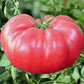 Pink Brandywine  Organic Tomato