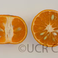 Koster Tangor Mandarin Budwood citrus plant material online shopping
