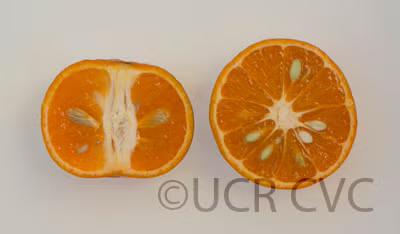 Koster Tangor Mandarin Budwood citrus plant material online shopping