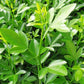 C-35 Citrange Citrus Rootstock Seedling citrus plant material online shopping