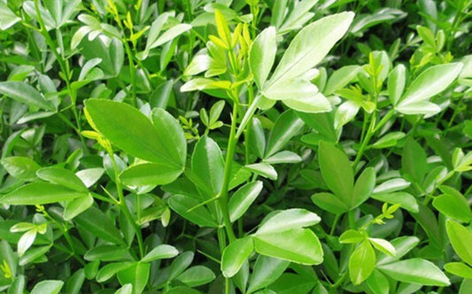 C-35 Citrange Citrus Rootstock Seedling citrus plant material online shopping