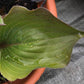 Hanjas Red Edge Hosta Plants online shopping