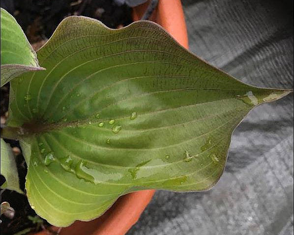 Hanjas Red Edge Hosta Plants online shopping