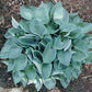 Osprey Hosta Plants online shopping