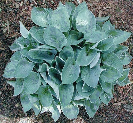 Osprey Hosta Plants online shopping