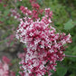 Tinkerbelle® Lilac Standard lilac plant online shopping