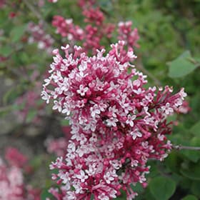 Tinkerbelle® Lilac Standard lilac plant online shopping