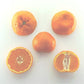 Dobashi Beni Satsuma Mandarin Budwood citrus plant material online shopping