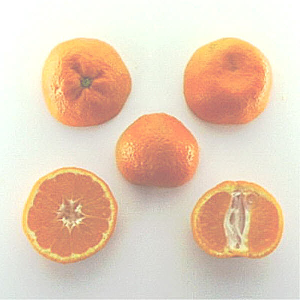 Dobashi Beni Satsuma Mandarin Budwood citrus plant material online shopping