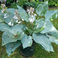Kempen Magenta Blue Hosta Plants online shopping