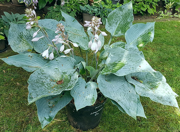 Kempen Magenta Blue Hosta Plants online shopping