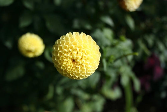 Little Scottie Dahlia