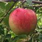 Chieftain Heirloom Apple