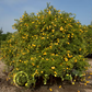 Pomeroy Trifoliate Budwood citrus plant material online shopping
