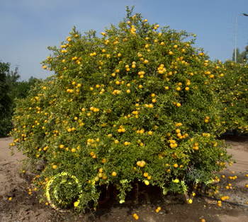 Pomeroy Trifoliate Budwood citrus plant material online shopping