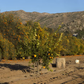 Shahani Red Pigmented Navel Orange Budwood citrus plant material online shopping