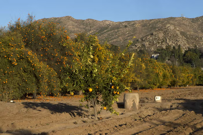Shahani Red Pigmented Navel Orange Budwood citrus plant material online shopping