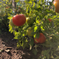 Manitoba Tomato