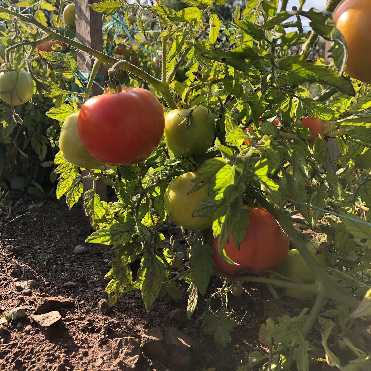 Manitoba Tomato