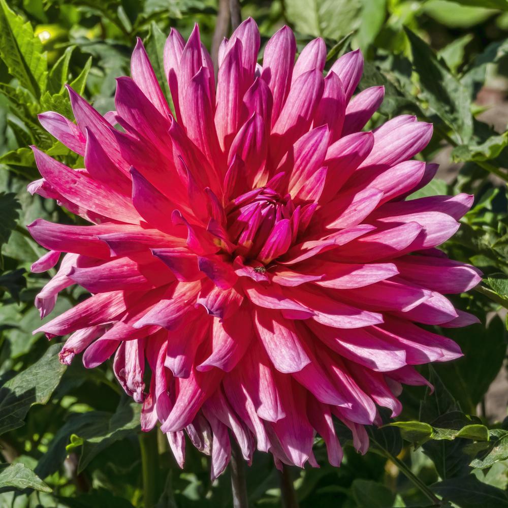 Lindy Dahlia